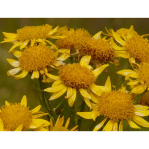 Arnica Montana