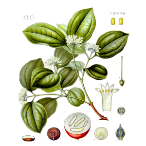 Nux Vomica