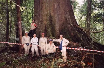 Chengal tree timber