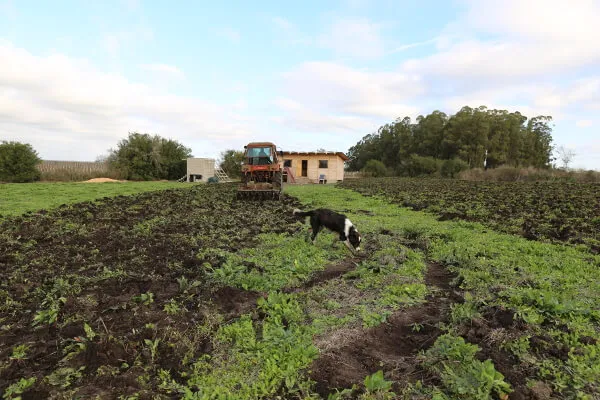 Plowing field