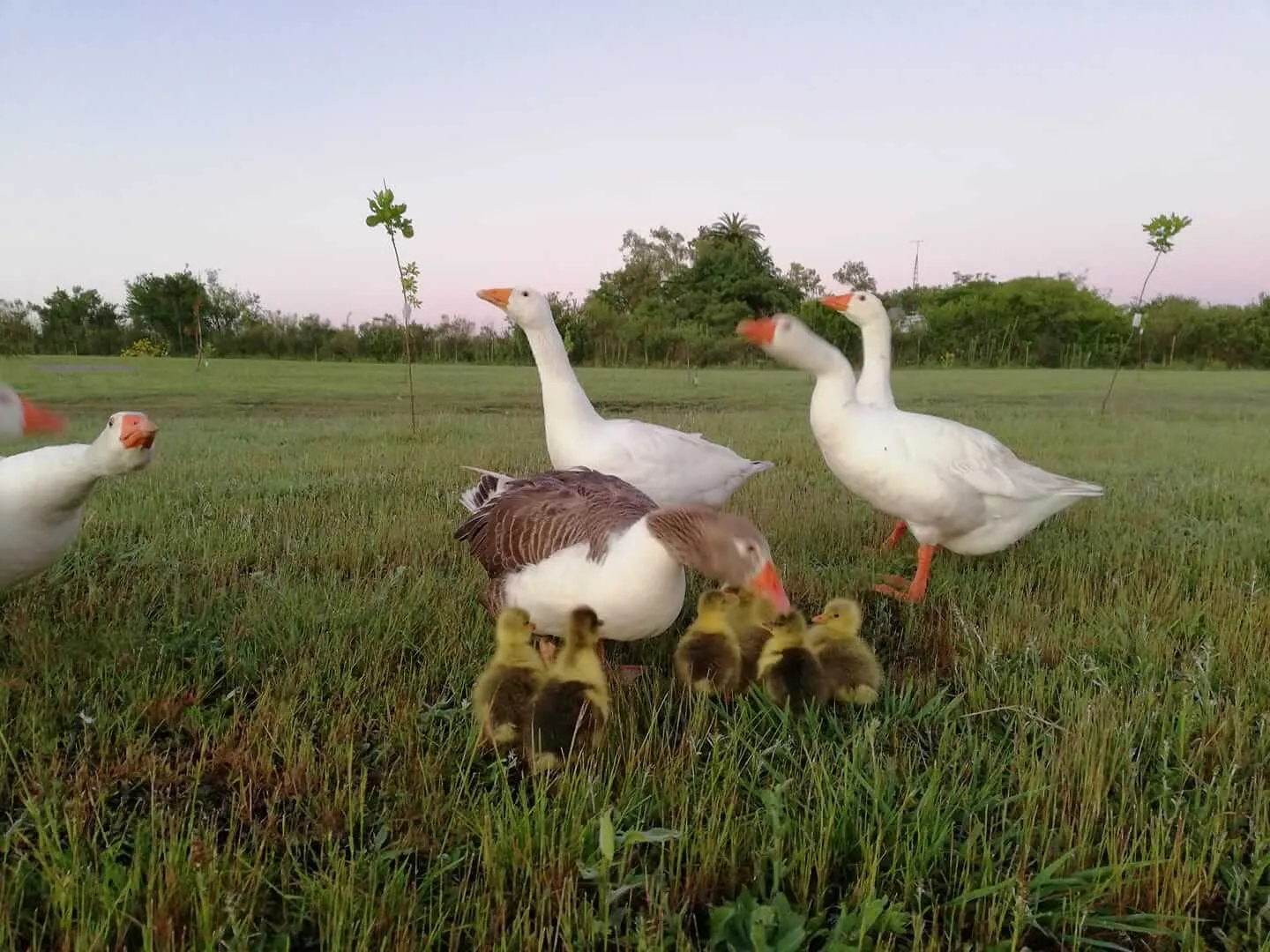 Geese family