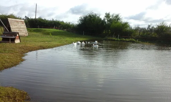 Geese