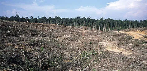 Oil palms